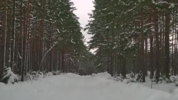 Ехать Осторожно Скользкой Дороге Покрытой Снегом Лесу Автомобиль Едет Пустой — стоковое видео