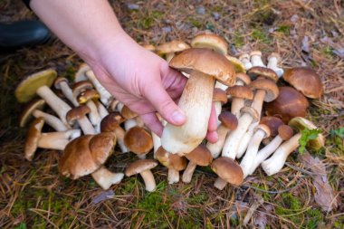 Ormanda Boletus Edulis 'le el ele tutuşmak. Sonbaharda ormandaki yosunların üzerinde çiğ yenebilir mantarlar