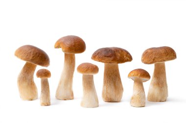 Boletus Edulis 'in kahverengi şapkalı grubu beyaz arka planda izole edildi. Mutfakta yenilebilir mantarlar var. Kimse.