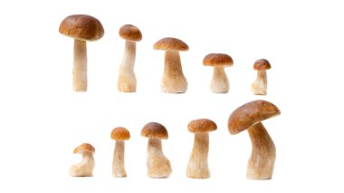 Boletus Edulis 'in kahverengi şapkalı grubu beyaz arka planda izole edildi. Mutfakta yenilebilir mantarlar var. Kimse.
