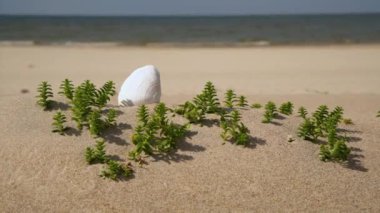 Kumsalda güneşli bir günde yeşil çimenlerin arasında kumdaki güzel beyaz deniz kabuğu. Kumlu arka planda deniz kabuğu. 