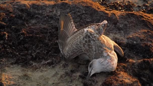 Ölü Martı Gün Batımında Kıyıya Vurdu Kıyı Şeridindeki Kumda Yatan — Stok video
