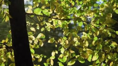 Parktaki yeşil yaprakların arasından süzülen güneş. Ağaç dallarından parlayan güneş ışınları geliyor 