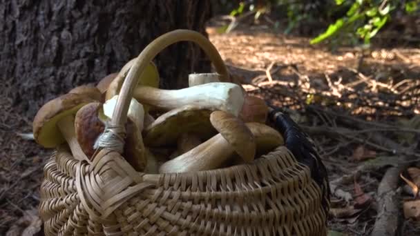 Cesto Vime Cheio Boletus Edulis Floresta Cesto Cogumelos Floresta Outono — Vídeo de Stock