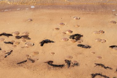 Ölü denizanası sahile vurmuş. Kıyının yanındaki sığ suda ölü bir Medusa. Kimse.