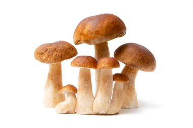 Boletus Edulis 'in kahverengi şapkalı grubu beyaz arka planda izole edildi. Mutfakta yenilebilir mantarlar var. Kimse.