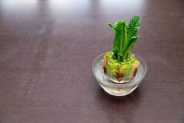 Cam kasede Çin lahanası yetiştiriyorum. Evde organik sebze yetiştirmek için sebze kırıntıları kullanmak..