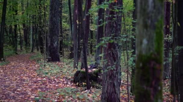 Walking Path Covered Colourful Autumn Leaves Forest Trail Beautiful European — Stock Video