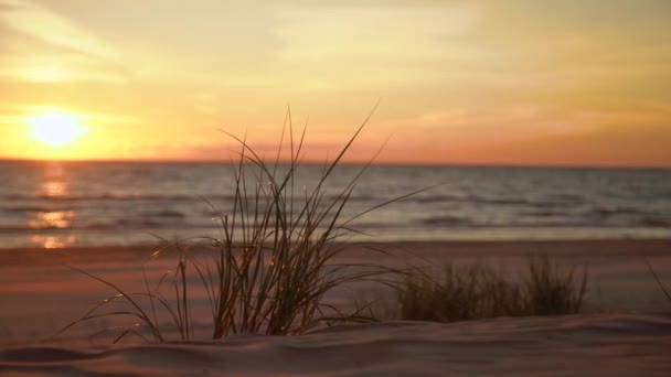 Piękny Złoty Zachód Słońca Przez Trawę Plaży Słońce Zachodzi Morzu — Wideo stockowe