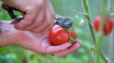 Yeşil evdeki kırmızı domatesleri hasat eden çiftçi ellerini kapatın. Bahçıvan olgun domates topluyor.. 