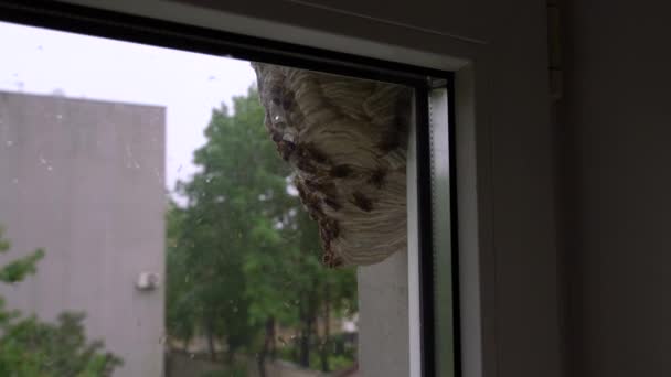城市地区挂在窗前的蜂窝 野生蜂窝在大楼外面 — 图库视频影像