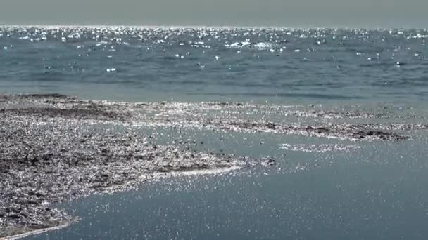 Темно Вонючие Отходы Поверхности Воды Загрязнение Океана Экологическая Катастрофа — стоковое видео