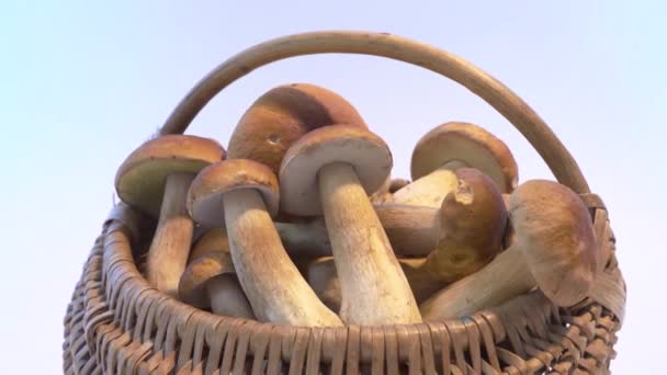 全长柳条筐 白色背景的博莱图斯 伊杜里斯 带有文字空间的食用菌篮 — 图库视频影像