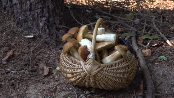 Πλήρες Ψάθινο Καλάθι Boletus Edulis Στο Δάσος Καλάθι Μανιταριών Στο — Αρχείο Βίντεο