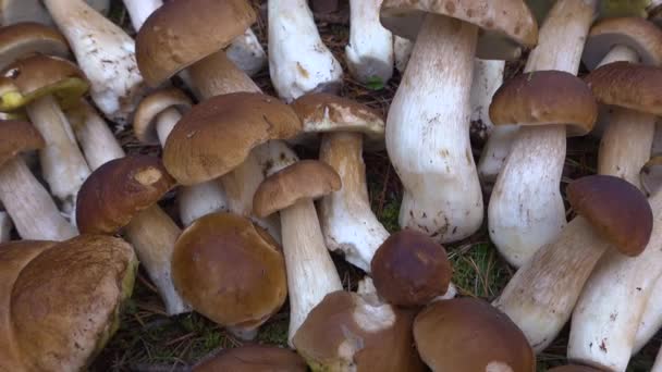 森林里有很多Boletus Edulis秋天的时候 在树林里的苔藓上放生可食的蘑菇 — 图库视频影像