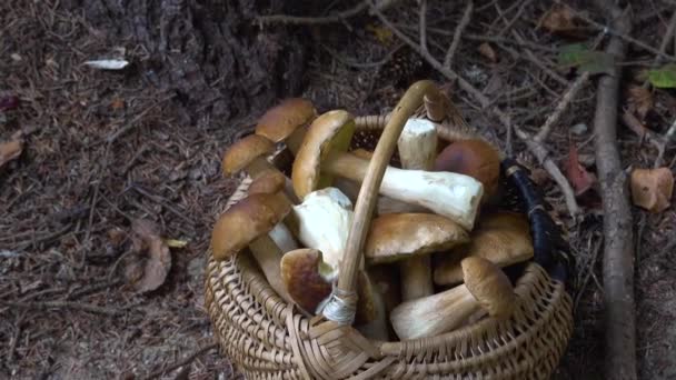 森林里全是柳条筐的Boletus Edulis 秋天的时候 森林里的蘑菇篮 — 图库视频影像