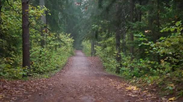 잎으로 걷는다 가을의 구름낀 날씨에 아름다운 통과하는 — 비디오