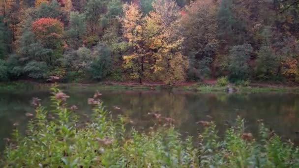 川の岸 釣りスポットにカラフルな秋の葉 早朝の風景 — ストック動画