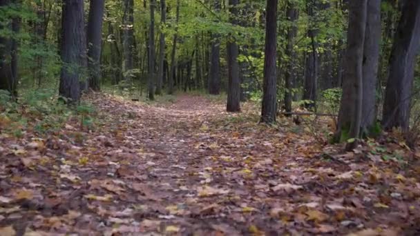 Caminhando Pelo Caminho Coberto Por Coloridas Folhas Outono Floresta Trilha — Vídeo de Stock
