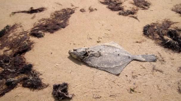 Pesce Piatto Morto Sulla Sabbia Sulla Riva Del Mare Inquinamento — Video Stock
