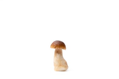 Tek kahverengi şapka Boletus Edulis beyaz arka planda izole edilmiş. Çiğ, yenilebilir mantar. Kimse.
