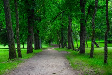 Güneşli bir günde, parkın yolu yemyeşil ormanlarla çevrilidir. Şehir parkında güzel bir yol. Kimse.
