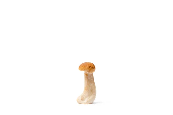 Enkele Bruine Kap Boletus Edulis Geïsoleerd Witte Achtergrond Rauwe Eetbare — Stockfoto