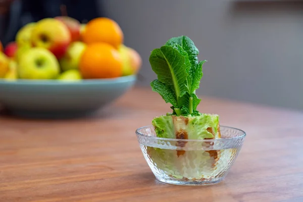 Nachwachsende Chinakohl Einer Glasschüssel Mit Gemüseresten Bio Gemüse Hause Anbauen Stockbild