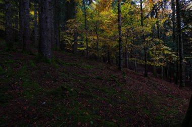 Doğanın içinde harika bir yürüyüş ve sessiz bir yer.