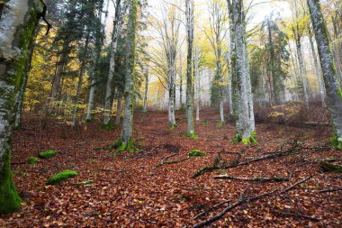 Doğanın içinde harika bir yürüyüş ve sessiz bir yer.