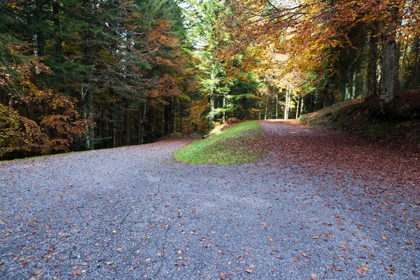 Maravilhoso Passeio Dentro Natureza Lugar Silencioso — Fotografia de Stock