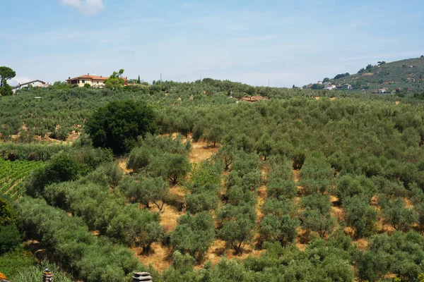 Città Dove Nacque Leonardo Vinci Toscana Italia — Foto Stock