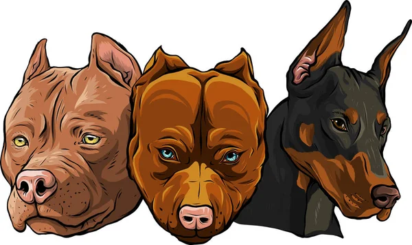 Cabeças de cães pitbull dobermann bulldog vector — Vetor de Stock