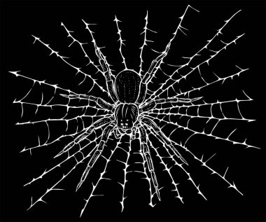 siluet vektör çizimi ağ ipliğine asılı örümcek