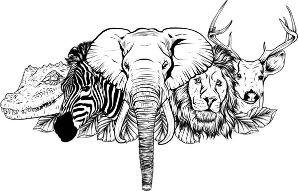 在白色背景上画出非洲卡通野生动物的黑白图案 — 图库矢量图片