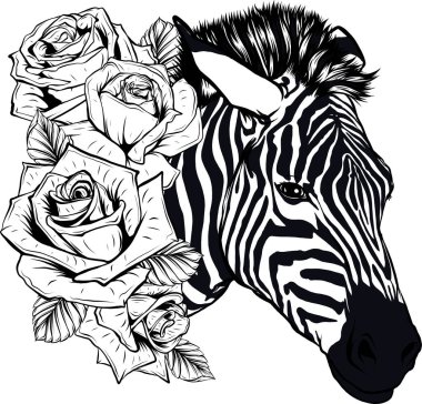 Güllü baş zebranın siyah ve beyaz rengini çiz