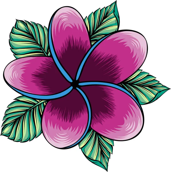 Beyaz renkte izole edilmiş frangipani çiçeğinin vektör çizimi