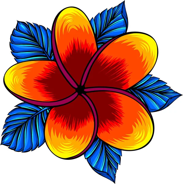 Beyaz renkte izole edilmiş frangipani çiçeğinin vektör çizimi