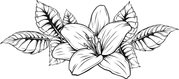 Vektor-Illustration der Lilienblüte mit Blättern — Stockvektor
