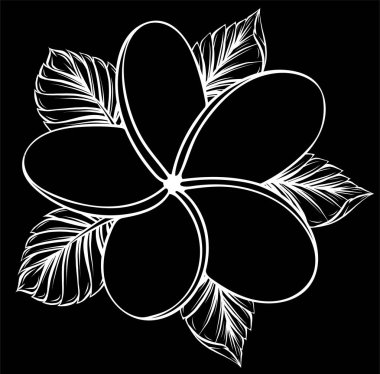 Beyaz renkte izole edilmiş frangipani çiçeğinin vektör çizimi