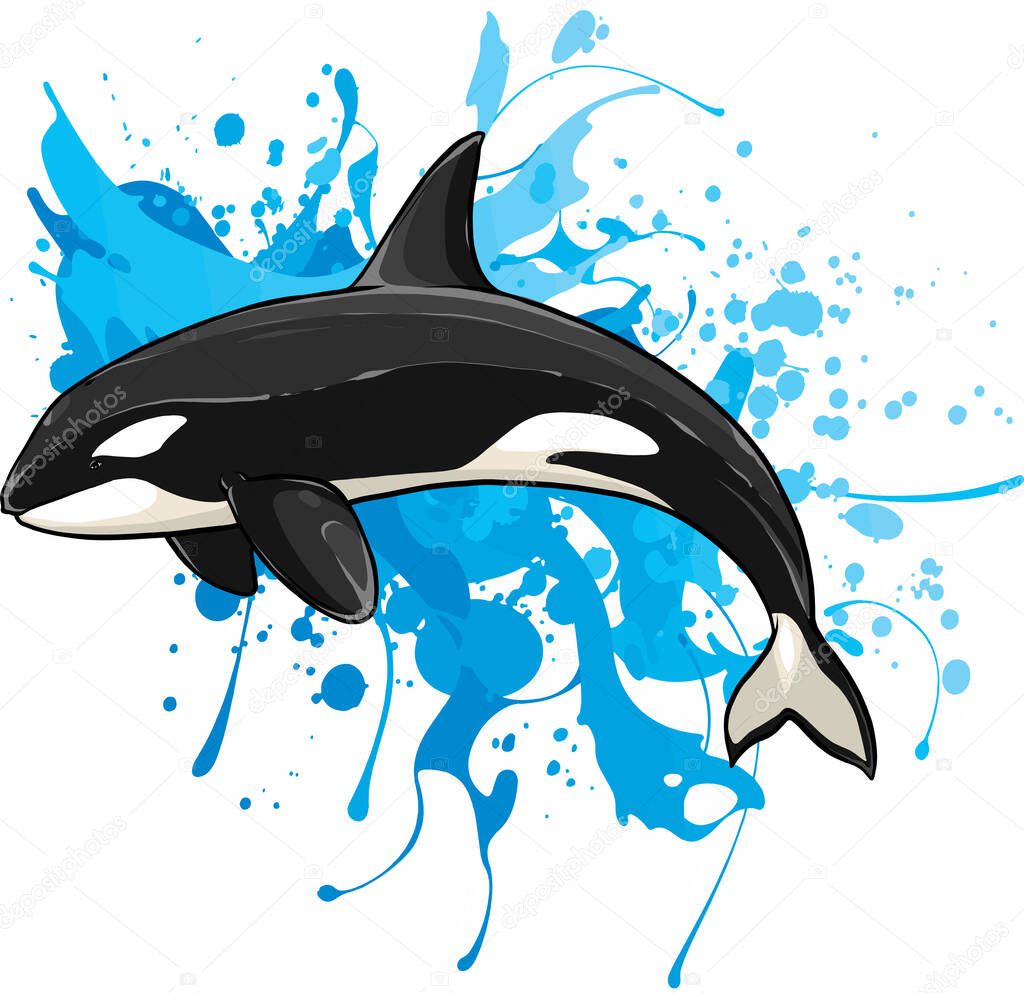 vector illustration of Killer whale isolated watercolor splash