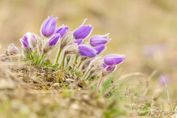 Pasque Flower at sunrise. Closeup. — Stock Photo, Image