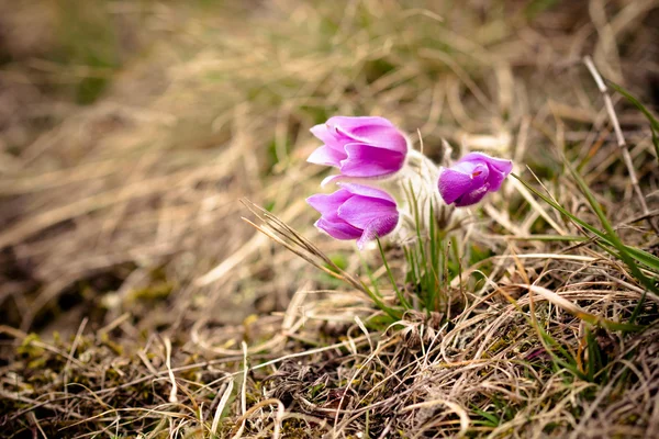 Pasque Flower at sunrise. Closeup. — Stock Photo, Image