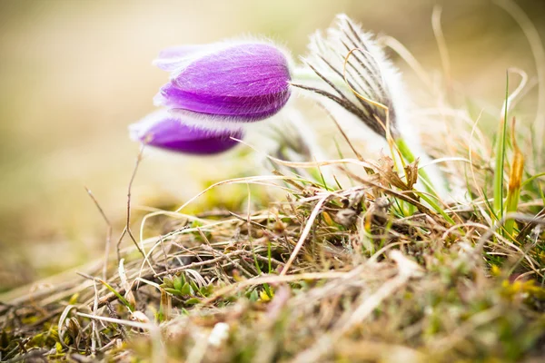 Pasque çiçek, gündoğumu. Portre.