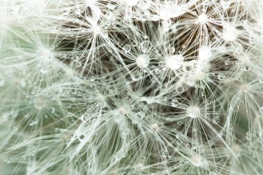 Karahindiba su damlaları ile yakın mesafeden.