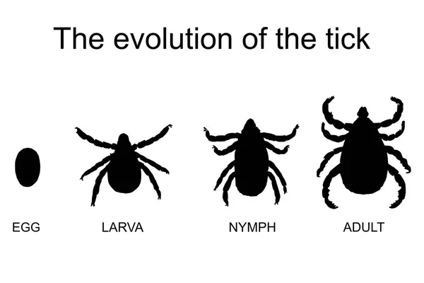 Evolución Garrapata Marca Historia Vida Encefalitis Garrapata — Vector de stock