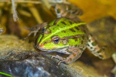 Doğada yeşil kurbağa. Bir kurbağaya yakın çekim.