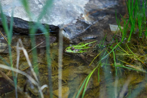 Green Frog Nature Closeup Frog — Photo