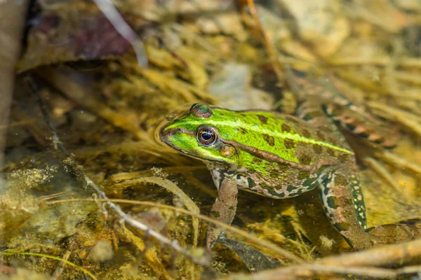 Green Frog Nature Closeup Frog — Stock Photo, Image