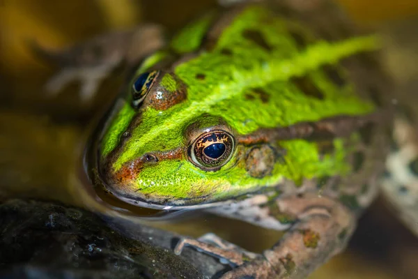 Green Frog Nature Closeup Frog — Fotografia de Stock